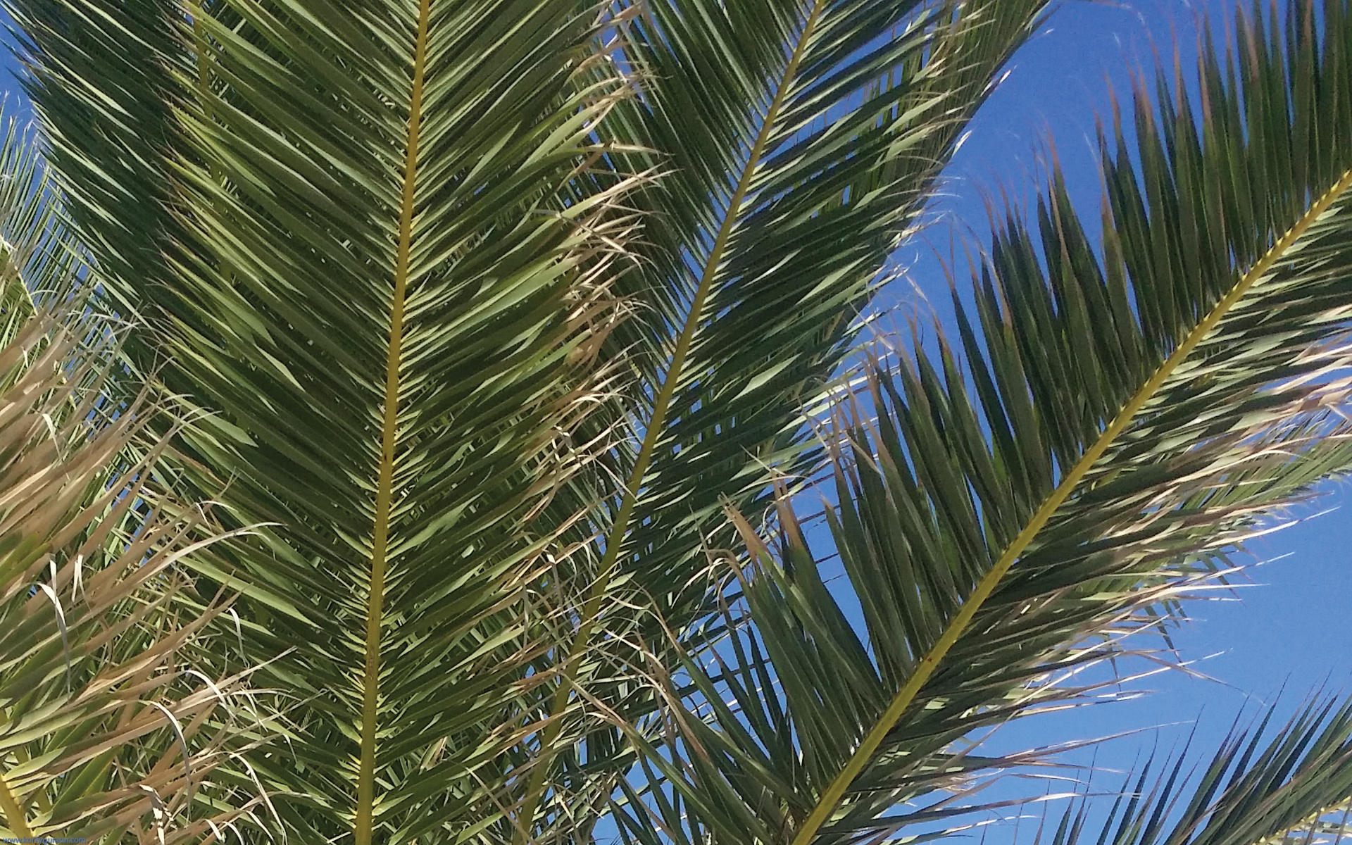 palm tree, branches, clear blue sky