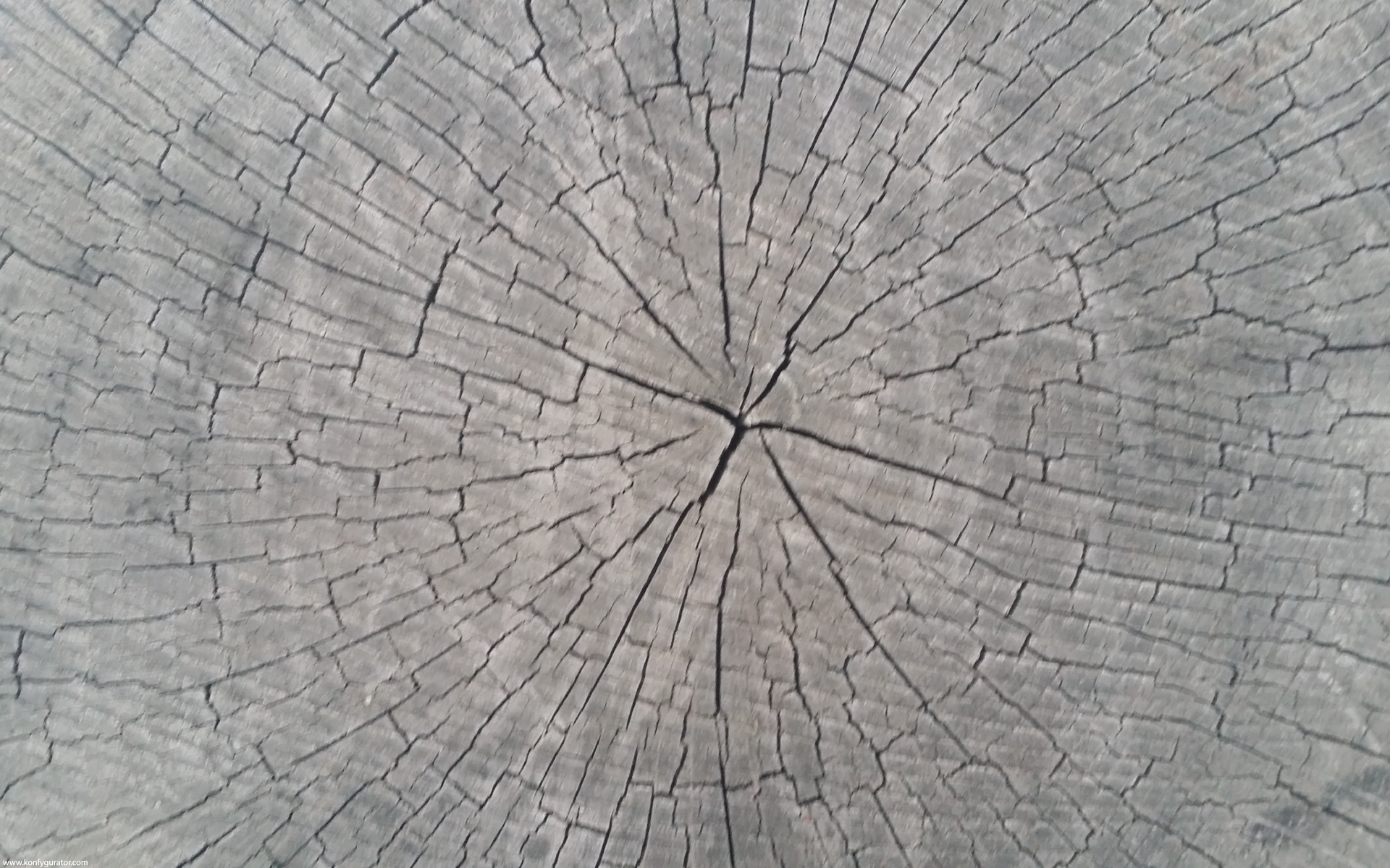 HD Wallpapers - Textures - stump, circle, ring, tree