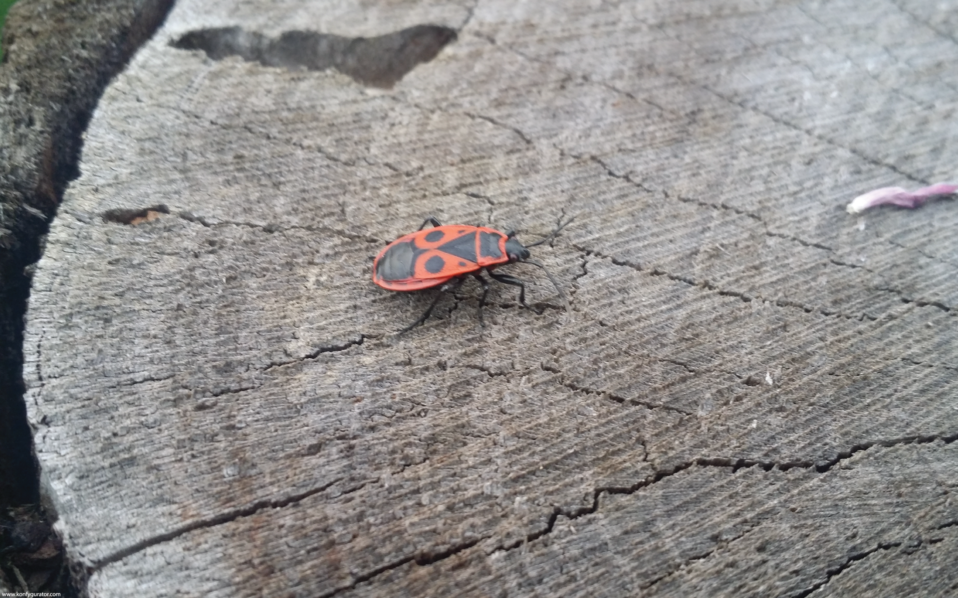 HD Wallpapers - Nature - stump, bug, red