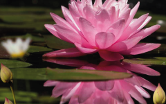 Divine Lotus Flower