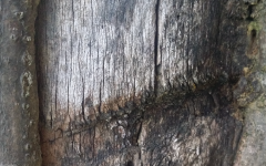 stump, brown, blur