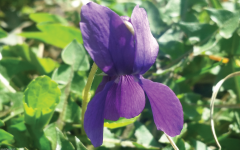 beautiful, purple, flower