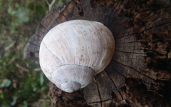 snail shells, rotten, stump