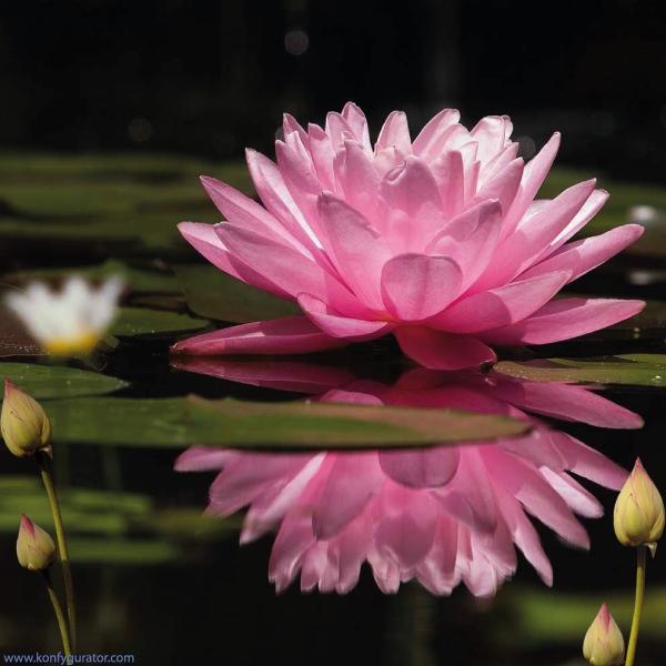 Did you know that the beautiful lotus flower, white or pink, has a self-cleaning mechanism.