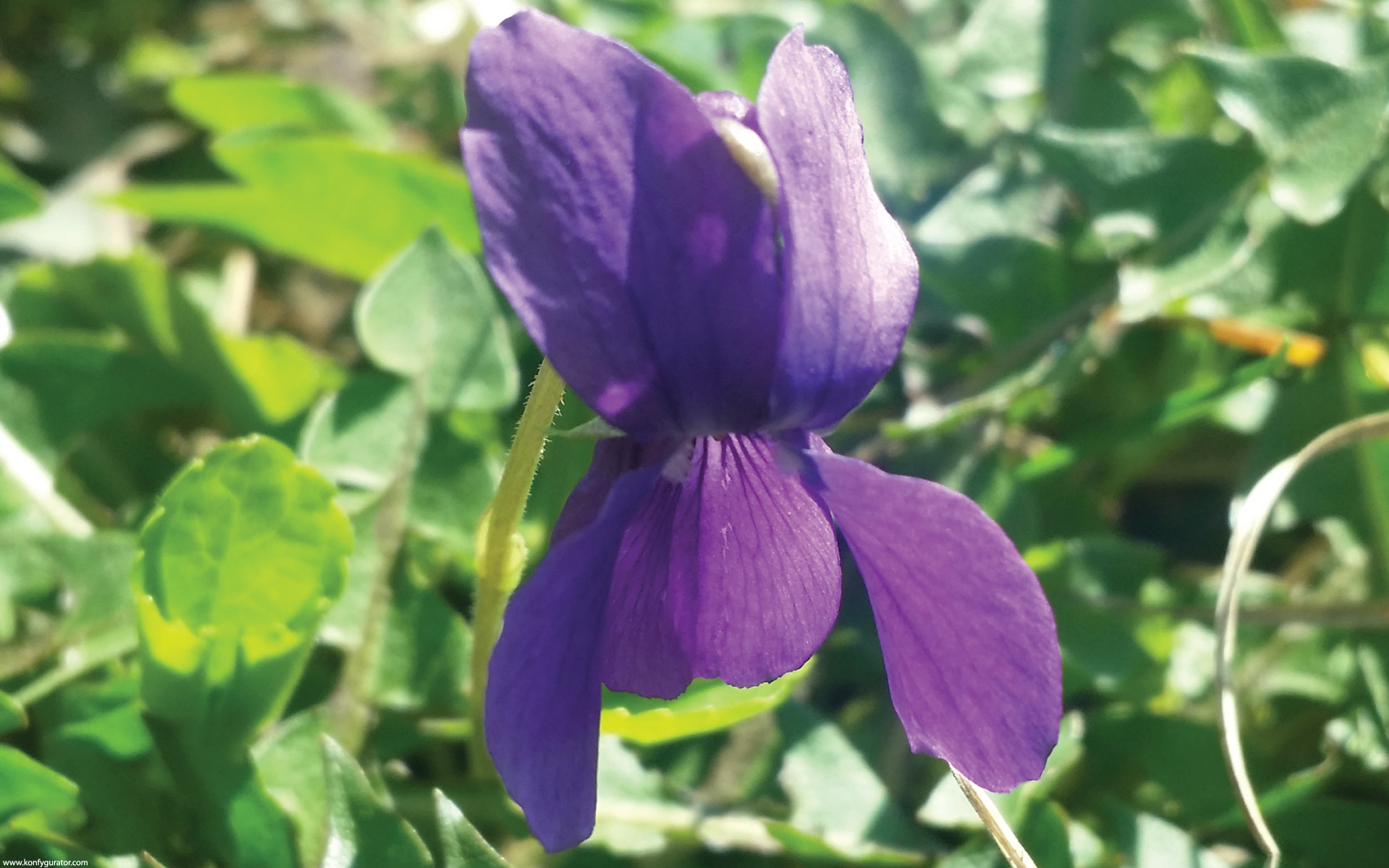 HD Wallpapers - Nature - Violet, beautiful, purple, flower