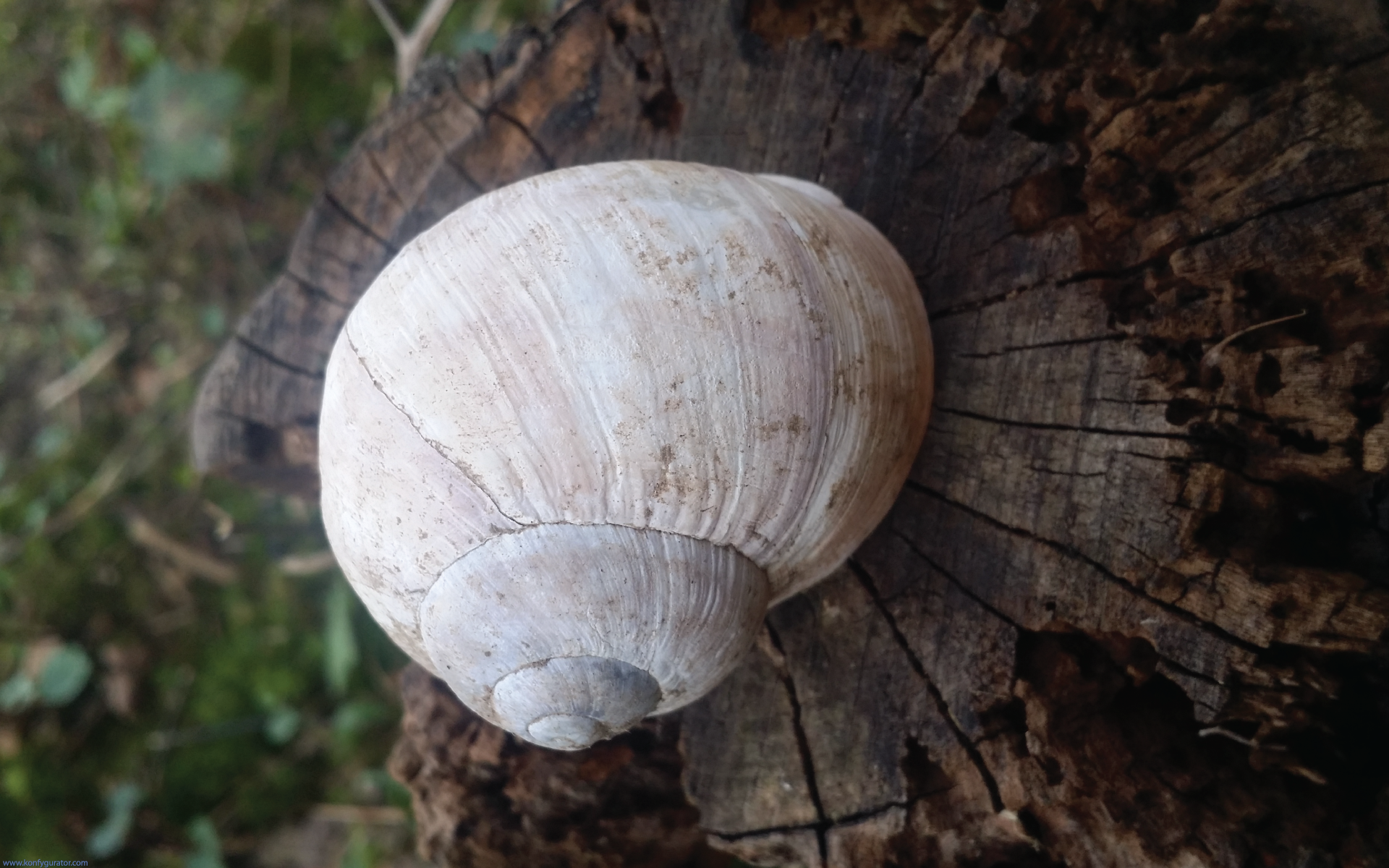 HD Wallpapers - Nature - snail shells, rotten, stump